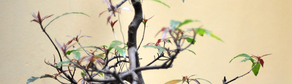 The Young Curmudgeon